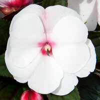 Укорененные черенки Бальзамина, Impatiens Sel® ColorPower White Pink Eye