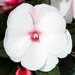 Укорененные черенки Бальзамина, Impatiens Sel® ColorPower White Pink Eye