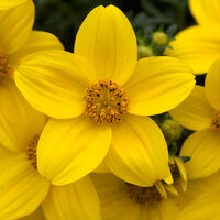 Укорененные черенки Биденс, Beedance Yellow Early
