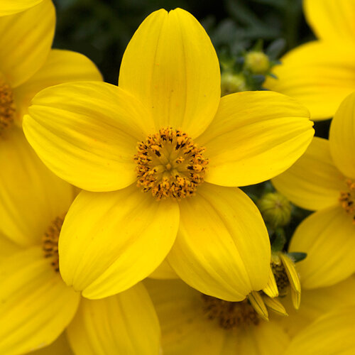 Укорененные черенки Биденс, Beedance Yellow Early