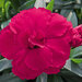 Укорененные черенки Гвоздики, Dianthus Oscar® Cherry