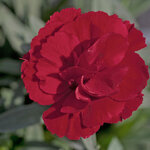 Укорененные черенки Гвоздики, Dianthus Oscar® Dark Red