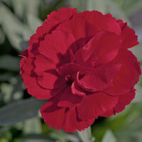 Укорененные черенки Гвоздики, Dianthus Oscar® Dark Red