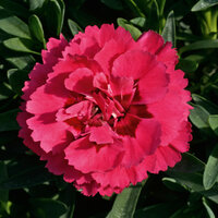 Укорененные черенки Гвоздики, Dianthus Oscar® Oscar® KLEDP07089