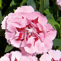 Укорененные черенки Гвоздики, Dianthus Oscar®  Pink and Purple