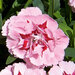 Укорененные черенки Гвоздики, Dianthus Oscar®  Pink and Purple