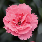 Укорененные черенки Гвоздики, Dianthus Oscar® Pink