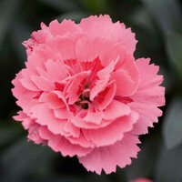 Укорененные черенки Гвоздики, Dianthus Oscar® Pink