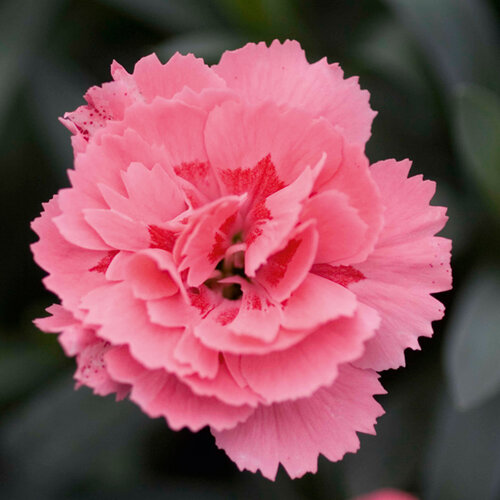 Укорененные черенки Гвоздики, Dianthus Oscar® Pink