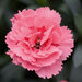 Укорененные черенки Гвоздики, Dianthus Oscar® Pink