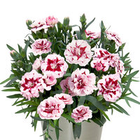 Укорененные черенки Гвоздики, Dianthus SuperTrouper® Dinah wesdiwit