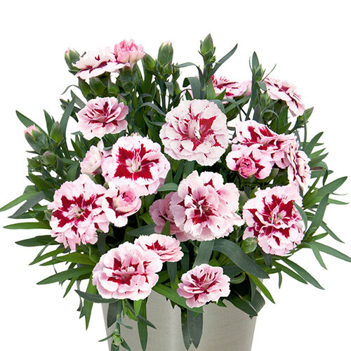 Укорененные черенки Гвоздики, Dianthus SuperTrouper® Dinah wesdiwit