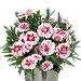Укорененные черенки Гвоздики, Dianthus SuperTrouper® Dinah wesdiwit