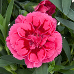 Укорененные черенки Гвоздики, Dianthus Oscar® Purple Wings