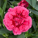 Укорененные черенки Гвоздики, Dianthus Oscar® Purple Wings