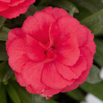 Укорененные черенки Гвоздики, Dianthus Oscar® Red