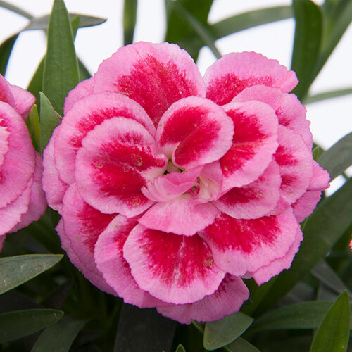 Укорененные черенки Гвоздики, Dianthus Oscar® Violet and Pink