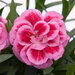 Укорененные черенки Гвоздики, Dianthus Oscar® Violet and Pink