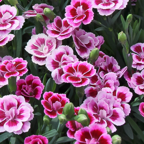 Укорененные черенки Гвоздики, Dianthus Pink Kisses® Pink Kisses® 
