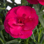 Укорененные черенки Гвоздики, Dianthus SuperTrouper® Amy