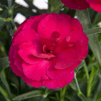 Укорененные черенки Гвоздики, Dianthus SuperTrouper® Amy