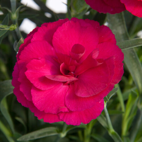 Укорененные черенки Гвоздики, Dianthus SuperTrouper® Amy