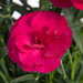 Укорененные черенки Гвоздики, Dianthus SuperTrouper® Amy