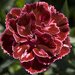 Укорененные черенки Гвоздики, Dianthus SuperTrouper® Diwali