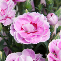 Укорененные черенки Гвоздики, Dianthus SuperTrouper® Grace