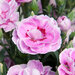 Укорененные черенки Гвоздики, Dianthus SuperTrouper® Grace