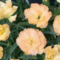 Укорененные черенки Гвоздики, Dianthus SuperTrouper® Luna