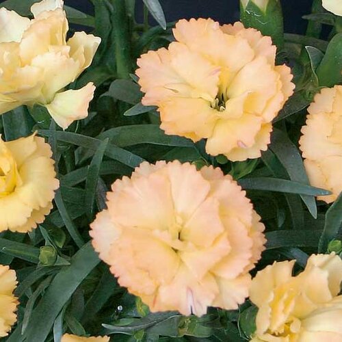 Укорененные черенки Гвоздики, Dianthus SuperTrouper® Luna