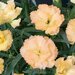 Укорененные черенки Гвоздики, Dianthus SuperTrouper® Luna