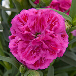 Укорененные черенки Гвоздики, Dianthus SuperTrouper® Marie