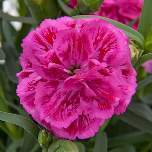 Укорененные черенки Гвоздики, Dianthus SuperTrouper® Marie