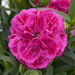 Укорененные черенки Гвоздики, Dianthus SuperTrouper® Marie