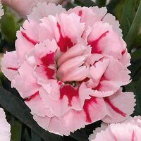 Укорененные черенки Гвоздики, Dianthus SuperTrouper® Romy KLEDP09102