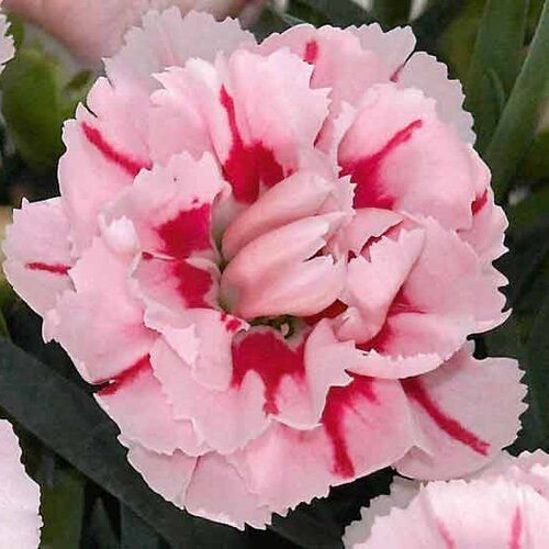 Укорененные черенки Гвоздики, Dianthus SuperTrouper® Romy KLEDP09102