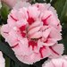 Укорененные черенки Гвоздики, Dianthus SuperTrouper® Romy KLEDP09102