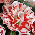 Укорененные черенки Гвоздики, Dianthus SuperTrouper® Sammy