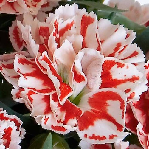 Укорененные черенки Гвоздики, Dianthus SuperTrouper® Sammy