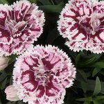 Укорененные черенки Гвоздики, Dianthus SuperTrouper® Sissy