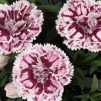 Укорененные черенки Гвоздики, Dianthus SuperTrouper® Sissy