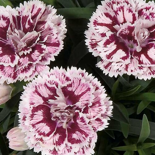 Укорененные черенки Гвоздики, Dianthus SuperTrouper® Sissy