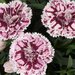 Укорененные черенки Гвоздики, Dianthus SuperTrouper® Sissy