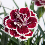 Укорененные черенки Гвоздики, Dianthus SuperTrouper® Sophie