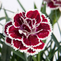 Укорененные черенки Гвоздики, Dianthus SuperTrouper® Sophie