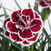 Укорененные черенки Гвоздики, Dianthus SuperTrouper® Sophie
