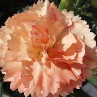 Укорененные черенки Гвоздики, Dianthus SuperTrouper® Sorbet