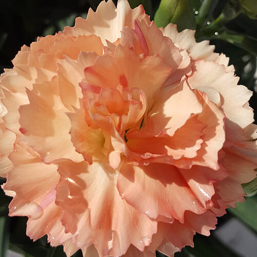 Укорененные черенки Гвоздики, Dianthus SuperTrouper® Sorbet